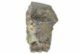Theropod Dinosaur Tooth Fragment - Colorado #286532-1
